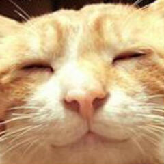 新疆的猫 新疆的猫